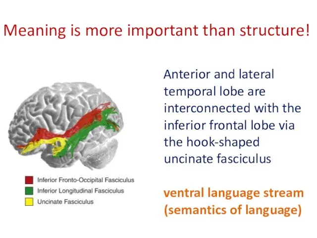 Meaning is more important than structure! Anterior and lateral temporal lobe are