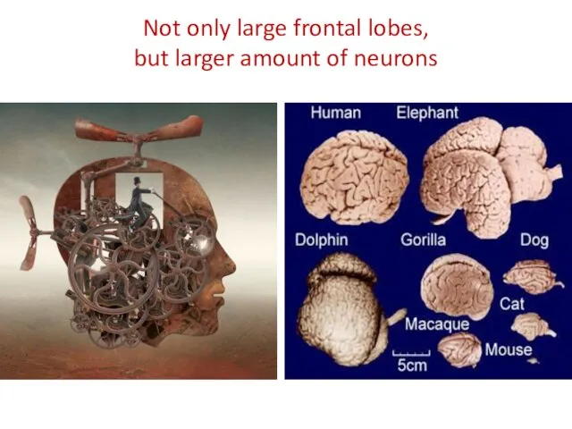 Not only large frontal lobes, but larger amount of neurons