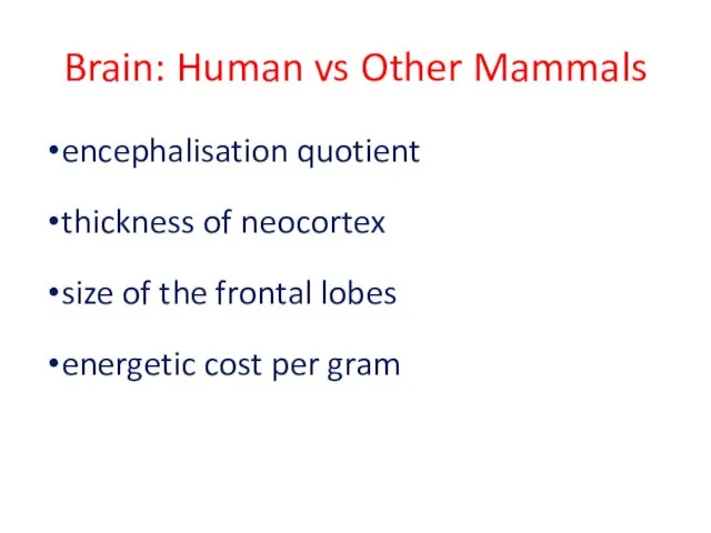 Brain: Human vs Other Mammals encephalisation quotient thickness of neocortex size of