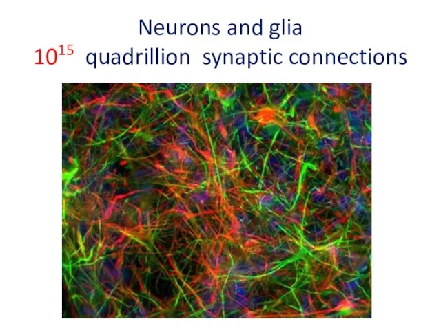 Neurons and glia 1015 quadrillion synaptic connections