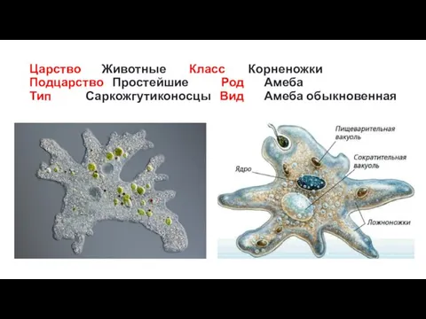 Царство Животные Класс Корненожки Подцарство Простейшие Род Амеба Тип Саркожгутиконосцы Вид Амеба обыкновенная