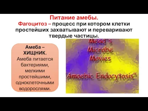 Питание амебы. Фагоцитоз – процесс при котором клетки простейших захватывают и переваривают