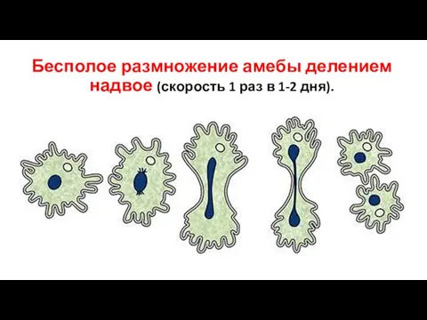 Бесполое размножение амебы делением надвое (скорость 1 раз в 1-2 дня).