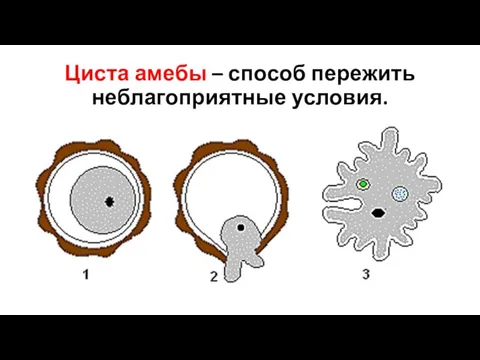 Циста амебы – способ пережить неблагоприятные условия.