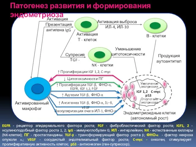 Патогенез развития и формирования эндометриоза EGFR - рецептор эпидермального фактора роста; FGF