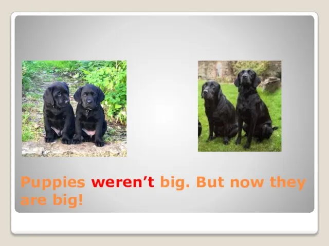Puppies weren’t big. But now they are big!