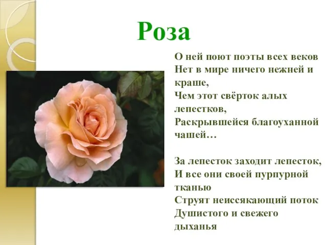 Роза О ней поют поэты всех веков Нет в мире ничего нежней