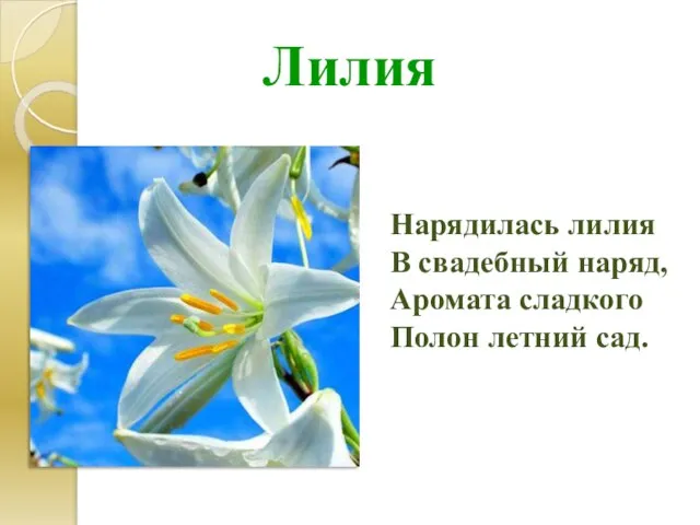 Лилия Нарядилась лилия В свадебный наряд, Аромата сладкого Полон летний сад.