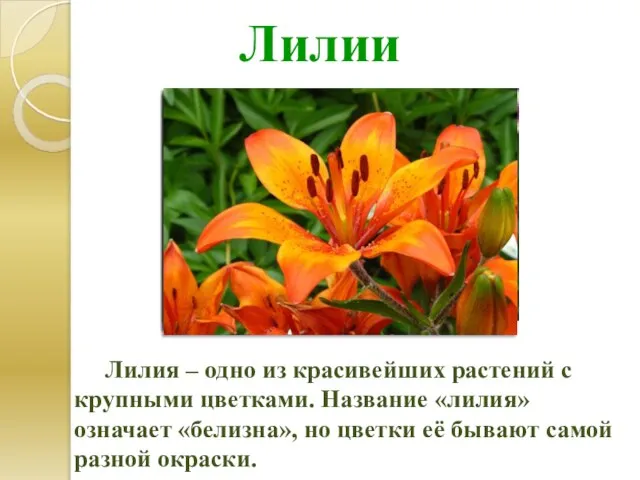 Лилии Лилия – одно из красивейших растений с крупными цветками. Название «лилия»