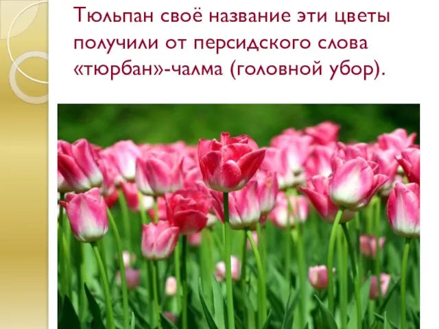 Тюльпан своё название эти цветы получили от персидского слова «тюрбан»-чалма (головной убор).