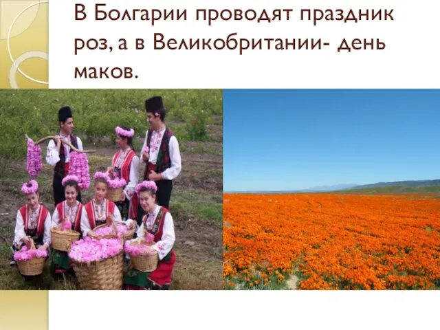 В Болгарии проводят праздник роз, а в Великобритании- день маков.