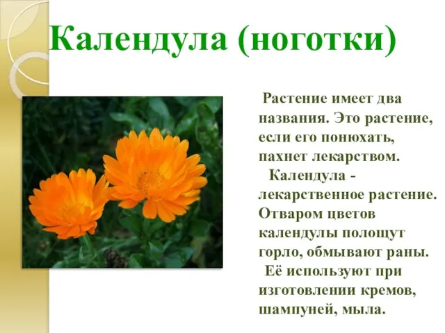 Календула (ноготки) Растение имеет два названия. Это растение, если его понюхать, пахнет