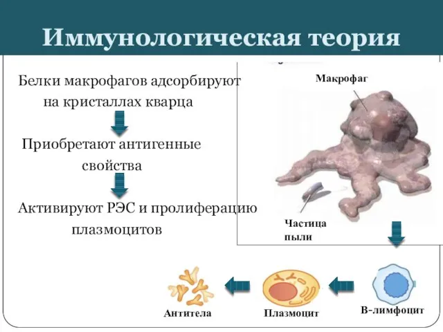 Иммунологическая теория Белки макрофагов адсорбируют на кристаллах кварца Приобретают антигенные свойства Активируют