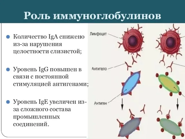 Роль иммуноглобулинов Количество IgA снижено из-за нарушения целостности слизистой; Уровень IgG повышен