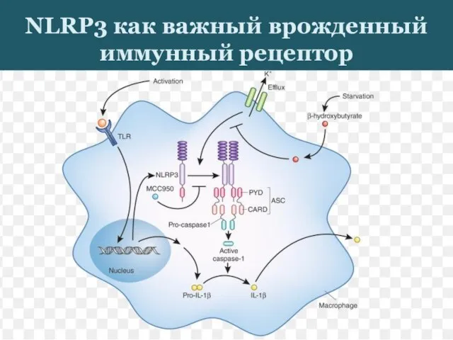 NLRP3 как важный врожденный иммунный рецептор