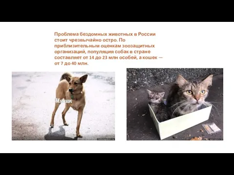 Проблема бездомных животных в России стоит чрезвычайно остро. По приблизительным оценкам зоозащитных