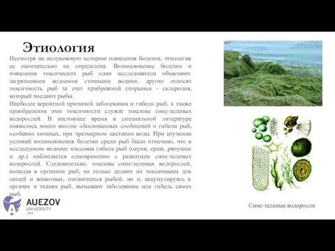 Этиология Сине-зеленые водоросли Несмотря на полувековую историю появления болезни, этиология ее окончательно
