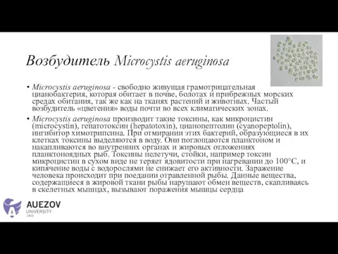 Возбудитель Microcystis aeruginosa Microcystis aeruginosa - свободно живущая грамотрицательная цианобактерия, которая обитает