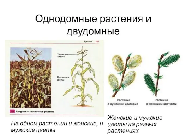Однодомные растения и двудомные На одном растении и женские, и мужские цветы