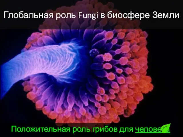 Глобальная роль Fungi в биосфере Земли Положительная роль грибов для человека