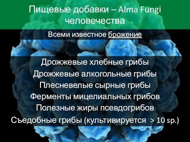Пищевые добавки – Alma Fungi человечества Дрожжевые хлебные грибы Всеми известное брожение