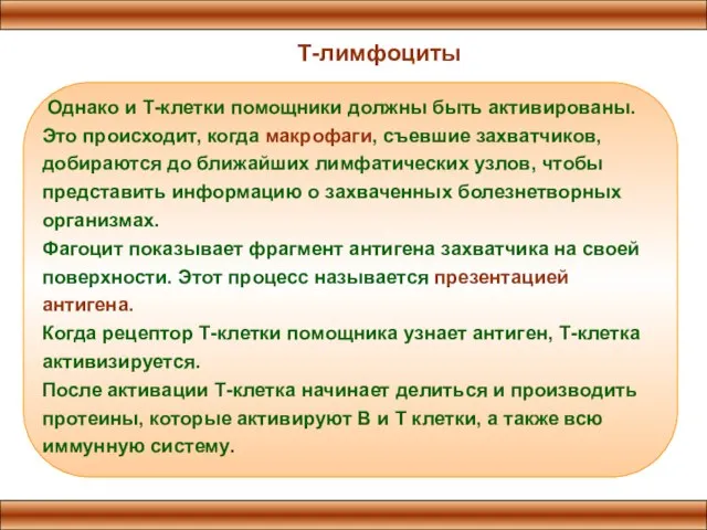 Т-лимфоциты Однако и Т-клетки помощники должны быть активированы. Это происходит, когда макрофаги,