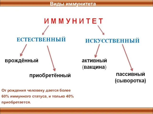 Виды иммунитета От рождения человеку дается более 60% иммунного статуса, и только 40%приобретается.