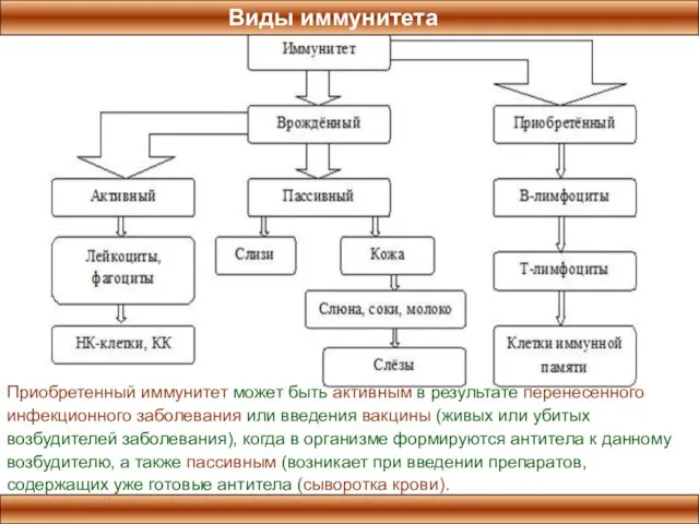 Виды иммунитета Приобретенный иммунитет может быть активным в результате перенесенного инфекционного заболевания