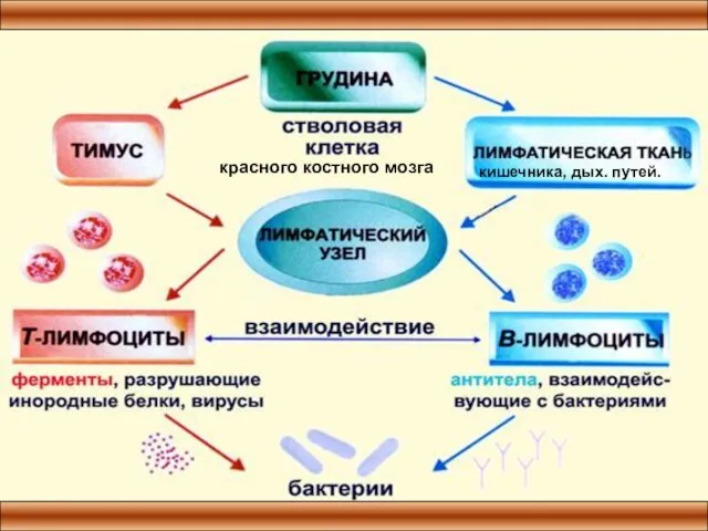 красного костного мозга кишечника, дых. путей.