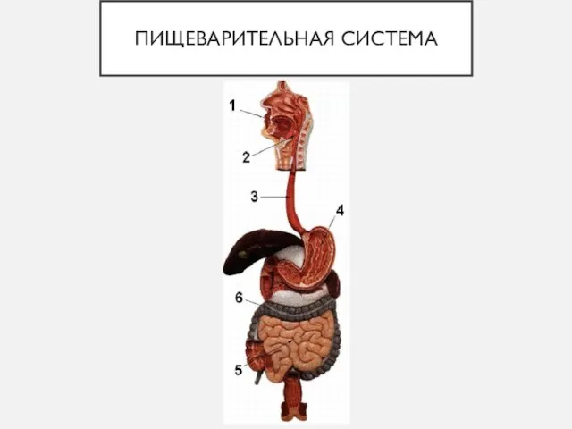 ПИЩЕВАРИТЕЛЬНАЯ СИСТЕМА