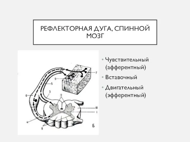 РЕФЛЕКТОРНАЯ ДУГА, СПИННОЙ МОЗГ Чувствительный (афферентный) Вставочный Двигательный (эфферентный)