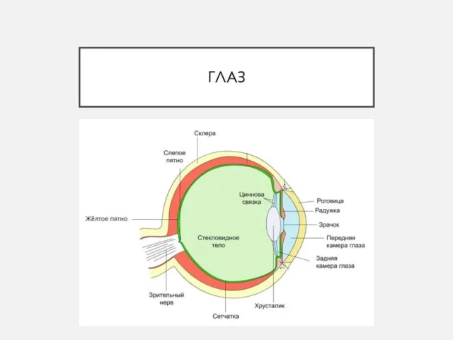 ГЛАЗ