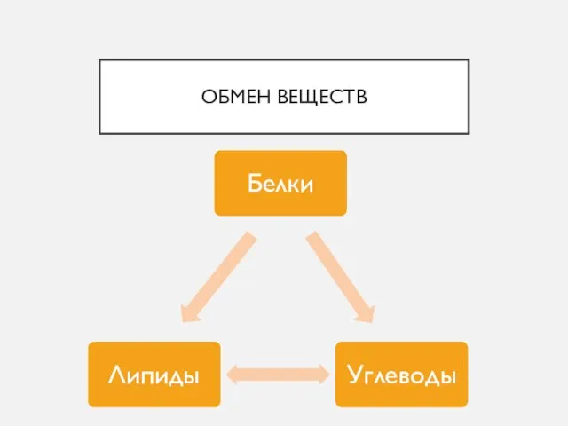 ОБМЕН ВЕЩЕСТВ