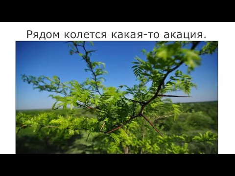 Рядом колется какая-то акация.