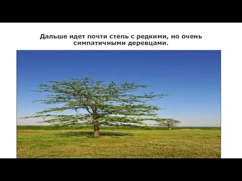 Дальше идет почти степь с редкими, но очень симпатичными деревцами.