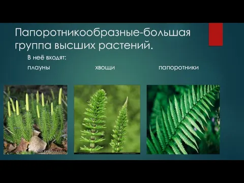 Папоротникообразные-большая группа высших растений. В неё входят: плауны хвощи папоротники