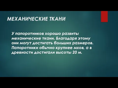 МЕХАНИЧЕСКИЕ ТКАНИ У папоротников хорошо развиты механические ткани. Благодаря этому они могут