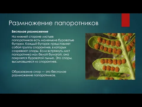 Размножение папоротников Бесполое размножение На нижней стороне листьев папоротников есть маленькие буроватые