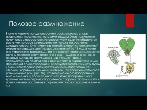 Половое размножение В сухую жаркую погоду спорангии раскрываются, споры высыпаются и разносятся