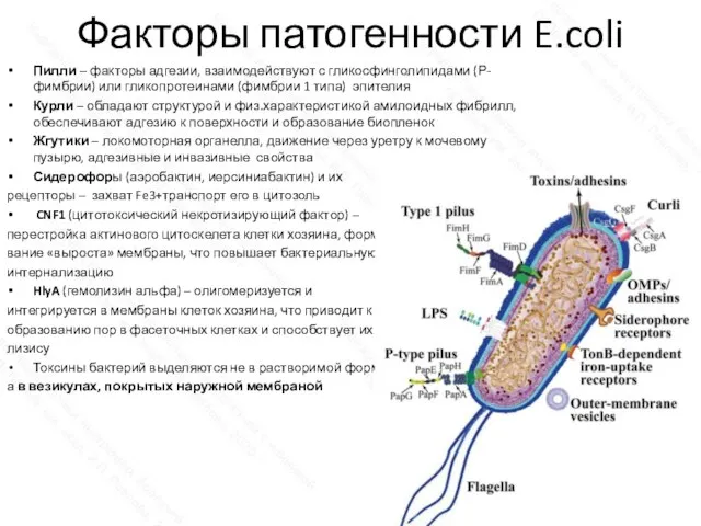 Факторы патогенности E.coli Пилли – факторы адгезии, взаимодействуют с гликосфинголипидами (Р-фимбрии) или