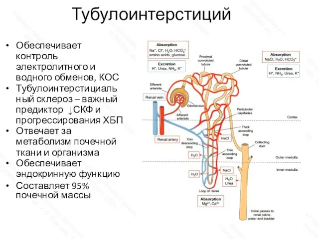 Тубулоинтерстиций Обеспечивает контроль электролитного и водного обменов, КОС Тубулоинтерстициальный склероз – важный