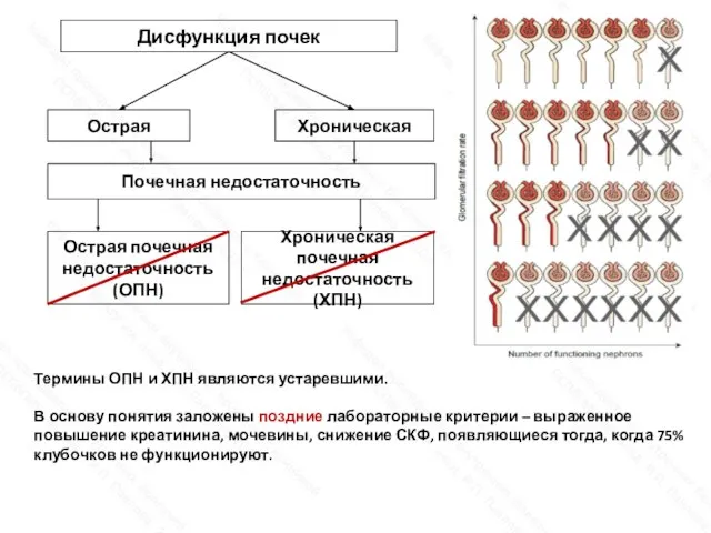 Дисфункция почек Острая Хроническая Почечная недостаточность Острая почечная недостаточность (ОПН) Хроническая почечная