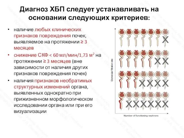 Диагноз ХБП следует устанавливать на основании следующих критериев: наличие любых клинических признаков