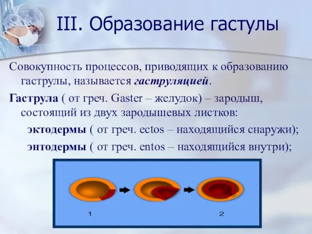 III. Образование гастулы Совокупность процессов, приводящих к образованию гаструлы, называется гаструляцией. Гаструла