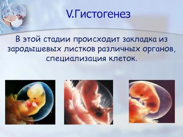 V.Гистогенез В этой стадии происходит закладка из зародышевых листков различных органов, специализация клеток.