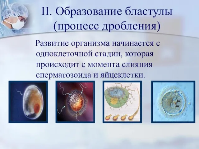II. Образование бластулы (процесс дробления) Развитие организма начинается с одноклеточной стадии, которая