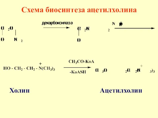 Холин Ацетилхолин Схема биосинтеза ацетилхолина