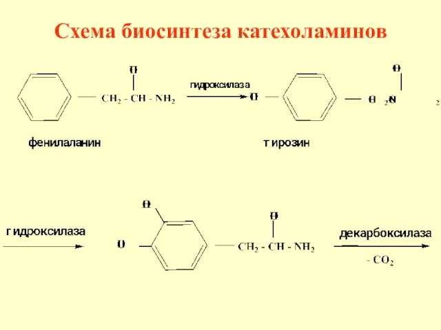 Схема биосинтеза катехоламинов