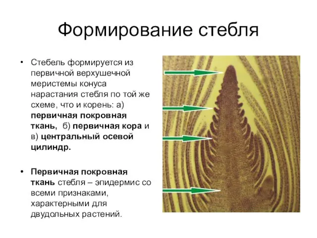 Формирование стебля Стебель формируется из первичной верхушечной меристемы конуса нарастания стебля по