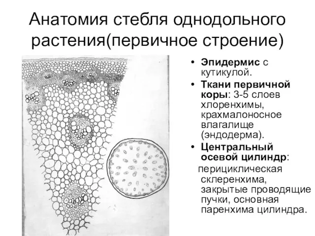 Анатомия стебля однодольного растения(первичное строение) Эпидермис с кутикулой. Ткани первичной коры: 3-5